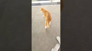 おはようございます☀今朝の茶太散歩🐈️お風呂場でお水を飲んだら出発です！昨夜お薬を飲んで、少しご飯食べられました。