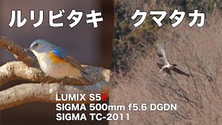 【野鳥撮影】ルリビタキとジョウビタキとクマタカ