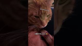 甘えん坊すぎて、噛みグセが治りません😭どうしたら良いの❓#ねこ #ねこのいる生活 #ねこ動画 #ねこ部 #cat