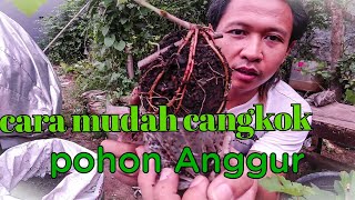 cara mudah cangkok pohon anggur