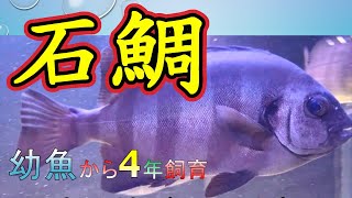 【イシダイ飼育】幼魚から4年間飼育したら、こうなりました