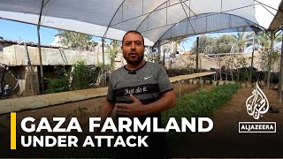 Israel's Gaza attacks devastate farmland and food sources, but farmers fight to revive agriculture