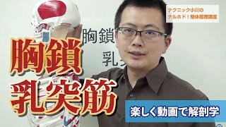 「胸鎖乳突筋」ナルホド！基礎講座《楽しく動画で解剖学》