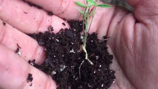 Vetch Germination