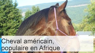 L'American riding horse est une race populaire non seulement en Amérique mais aussi en Afrique