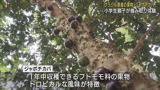 参加した児童「ライチみたいな味がした」　ブラジル原産の果物「ジャボチカバ」摘み取り体験　静岡市