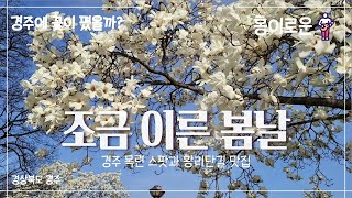 🌸2022🌸 경주에서 봄맞이 꽃구경