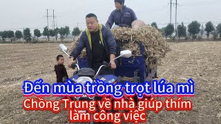 [373] Đến mùa trồng lúa mì , chồng Trung về nhà giúp đỡ thím nhỏ làm việc