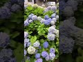 beautiful hydrangeas hortensia гортензия flower garden hydrangea macrophylla hydrangeaflower