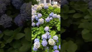 #beautiful #hydrangeas #hortensia #гортензия #flower#garden #hydrangea #macrophylla #hydrangeaflower