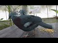 餌場に寄ってきた鳥たち　チュウハシ　オウギバト【掛川花鳥園】aracari victoria crowned pigeon kakegawa garden