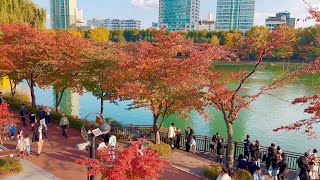 [Seoul 4K] 깊어가는 가을 잠실 석촌호수 산책 | Fall foliage along Seokchon lake, Seoul | 4K HDR Binaural sound