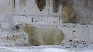 (ダイブ・ぶるぶる)ホウちゃん・イッちゃん 210909(3) 天王寺動物園 ホッキョクグマの親子 Tennoji zoo, Osaka, Japan