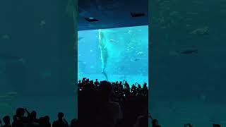 垂直ジンベエザメ #美ら海水族館 #奇跡の瞬間 #水槽デカ過ぎ