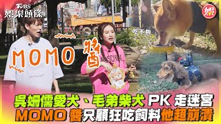 吳姍儒愛犬、毛弟柴犬PK走迷宮　MOMO醬只顧狂吃飼料他超崩潰｜TVBS娛樂頭條@TVBSNEWS01