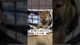 なんで犬って首傾げるんだろう。笑#shorts