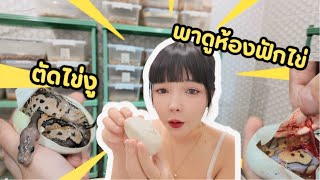 SEXY BALLPYTHON | EP.09 ตัดไข่งู และไปดูห้องฟักไข่งูบอลของฟาร์มกันน