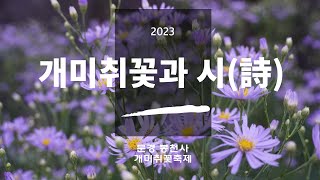 개미취꽃과 시(詩) 낭송,  2023 봉천사 개미취꽃 축제