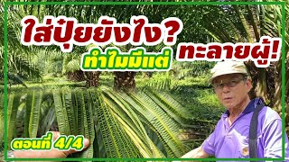 🌿[ตัดแต่งทางใบปาล์มน้ำมัน] ตอนที่4 ใส่ปุ๋ยสูตรไหนยังไง? ตอบคำถามทำไมในสวนมีแต่ดอกตัวผู้? | สวนตาชวน