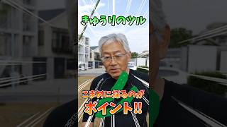 家庭菜園や農園のキュウリ栽培で収穫量を増やす秘訣！蔓の管理方法とキュウリの育て方！【農家直伝】 #shorts