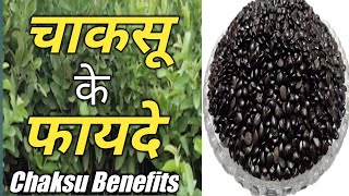 चाकसू जड़ी बूटी के फायदे  /Chaksu Benefits in Hindi /Chaksu panjiri ke fayde