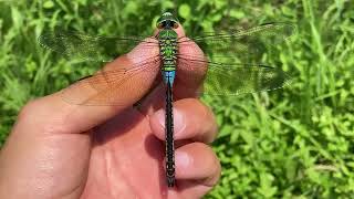 ギンヤンマ♂(2024年07月24日) | Catching A Male Emperor Dragonfly With A Net (July 24, 2024)