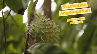 STACHELANNONE (Annona muricata) und JAPANISCHE WOLLMISPEL  (Eriobotrya japonica) im Pflanzenportrait