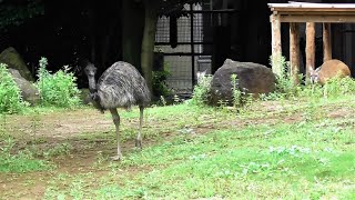 カンガルーに気品の違いを見せつけるエミュー 🐾 よこはま動物園ズーラシア