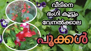 #floweringplants  #twokworld വീടിനെ ഭംഗി കൂട്ടുന്ന വേനൽക്കാല ചെടികളിൽ ചിലത് /ഉമ്മാന്റെ തോട്ടത്തിൽ