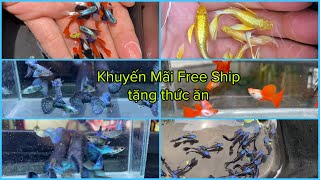 Khuyến Mãi Free Ship Và Tặng Thêm Thức Ăn Khi Mua Cá 7 Màu Với Combo Siêu Ưu Đãi. Guppy Tuyển Giống