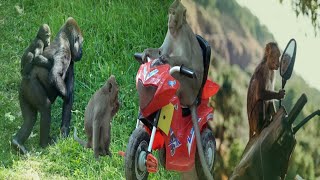 বানরের অসাধারণ ভিডিও l The Best of monkey l Monkey Dance \u0026 Funny Video l Animals Nature