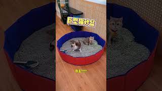 家里每只猫都身怀绝技！？ #萌宠 #招财猫 #猫咪的迷惑行为 