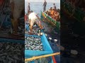 Nelayan momar Banda Neira,tangkapan di rumpon laut.#ikan momar/layang,#ikan kembung.