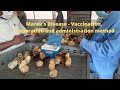 Marek’s Disease - Vaccination, preparation and administration method