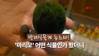 반려식물 뜨는 스타 '마리모' 어떤 식물인가 봤더니