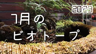 2023年7月　猛暑がやってきたビオトープ