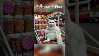 วันนี้ขายของไม่ดีเลย#cat #แมวอ้วนน่ารัก #แมว #เรื่องสั้น #funny #cutecat #เรื่องแปลก #catlover