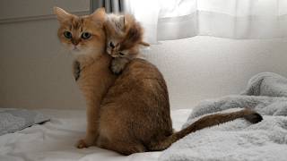 Kitten Latte loves her grandmother cat so much she hugs her from behind.