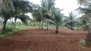 4.20 acres RTC 1 acre extra coconut farm house for sale Chamarajanagar (8618143750)