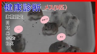 ハムスターの健康診断（メス9匹）と赤ちゃん生後11日目　ロボロフスキーハムスター　I performed the medical examination of the hamster