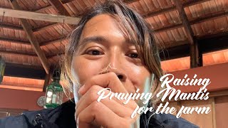 Raising Praying Mantis for the farm (2021) | Angie Mead King