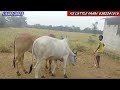 புதுவரவு 💐 ஜோடி காளை கன்றுகள் bull animals cows