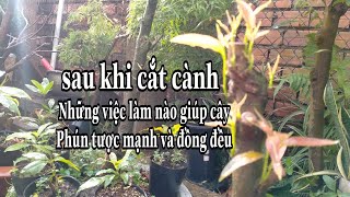 Sau khi cắt cành những việc làm như thế nào giúp cây phún tược mạnh và đồng đều?