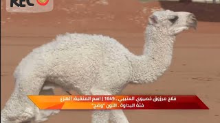 ‏🐪 منقية الهزع المركز الأول فئة البداوة لون الوضح لمالكها فلاح العتيبي‎مهرجان_الملك_عبدالعزيز_للإبل7