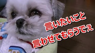 シーズー　ハル愚痴る！（笑）