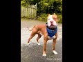 Pit bull dog @petslover1612 cute @pets