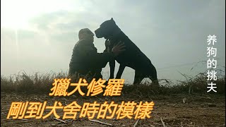 它是“修罗”？还不是照样被小伙驯服