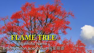 [4K] FLAME TREE | Brachychiton acerifolius. 槭葉蘋婆 | HONGKONG