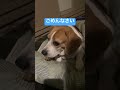 飼い主の痰の音で固まってしまった犬　 shorts beagle ビーグル 癒し 可愛い