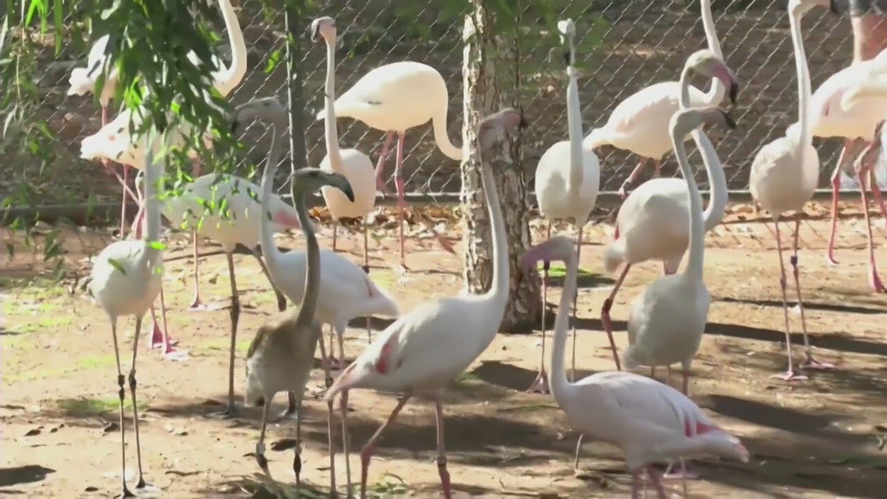 Why Some Flamingos Aren T That Pink Youtube